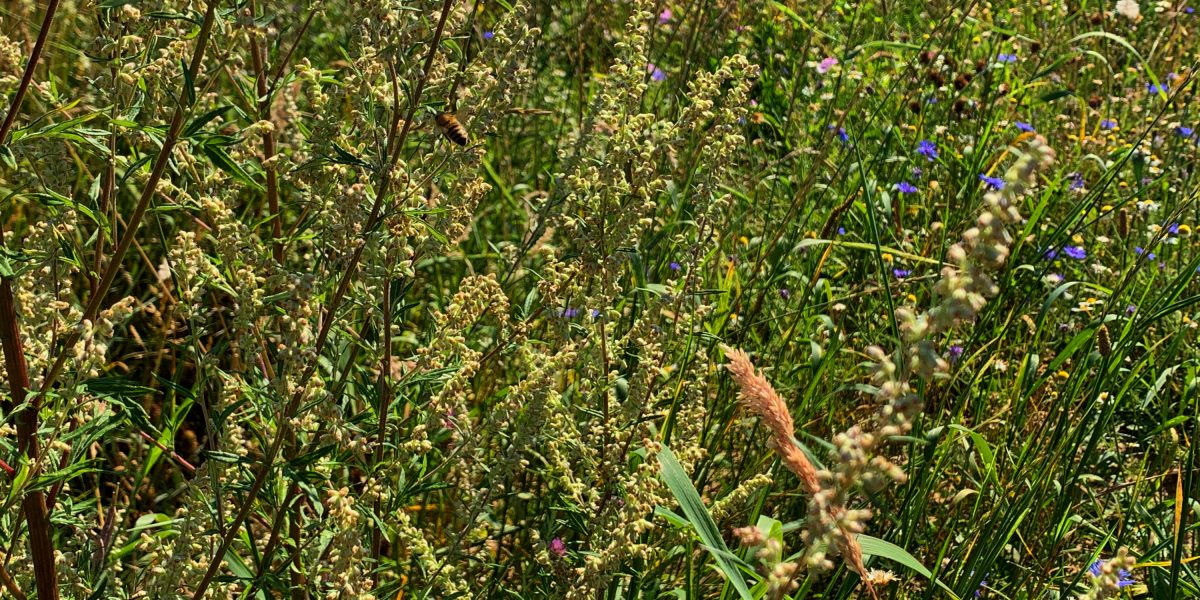 Wildblumenwiese am Standort in Lage-Kachtenhausen